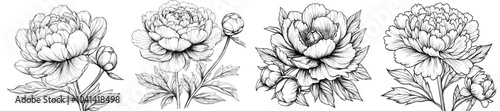 The modern illustration set of peonies on white background. Black ink sketch of the flower. Hand drawn modern minimalist design in line art style.
