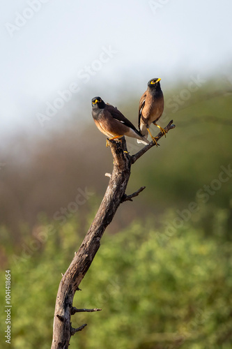 common myna or Indian myna or mynah or Acridotheres tristis bird pair perched on branch in natural scenic green background in winter season safari at forest of india asia photo