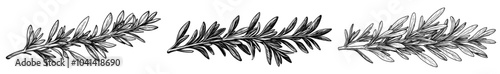 Isolated modern, hand-drawn rosemary herb plan. This illustration would look great on packaging, logos, menus, icons, or stamps.