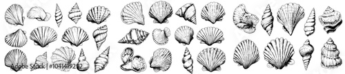 Black and white hand-drawn illustration of seashells. Perfect for any design work.