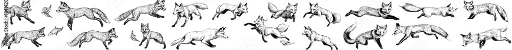 Red fox with forest ginger animal flying and jumping. Hand drawn vintage engraved sketch for label or poster. Red fox with forest ginger animal flying and jumping. Hand drawn vintage engraved sketch for label or poster.