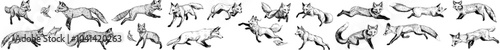 Red fox with forest ginger animal flying and jumping. Hand drawn vintage engraved sketch for label or poster.
