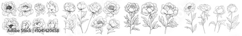 Hand-drawn line drawing of peony flowers.