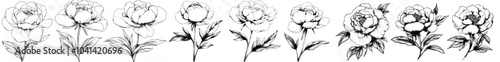 Printed line art set of Peonies with a black ink outline on a transparent background. Suitable for tattoo, logos, and jewelry.
