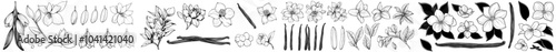 Set of isolated vanilla flowers, beans, and pods. Aroma, food, and cookery illustration. Hand drawn. Modern illustration of vanilla flowers, beans, and pods on an isolated white background.