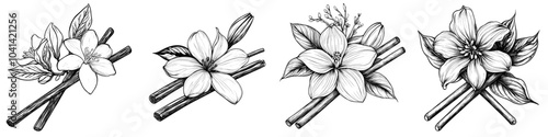 Inspiring vanilla orchid. Hand-drawn vanilla flower illustration on white background. Vanilla flower isolated on white background.