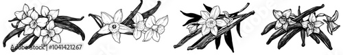 Vanilla flowers and pods outline. To illustrate a vanilla orchid on a background of spices, I used a hand-drawn style. They are isolated on a white background.
