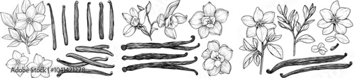 A set of vanilla plant doodle illustrations with flower and pods isolated on white.
