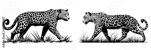 Emlem, logo with black engraved snow leopard illustration.