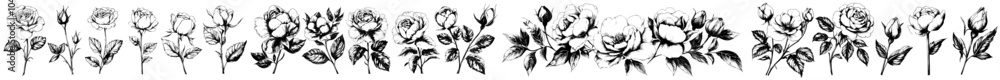 Obraz premium Isolated rose on white background. Hand drawn vintage wild flower illustration collection.