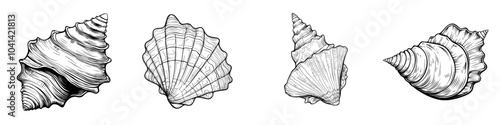 Illustration of a modern spiral seashell shelled sea snail whelk for coloring pages. Line drawings of ocean creatures for nautical designs.