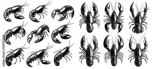 A collection of white backgrounds with modern monochrome sketches of lake crayfish