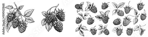 The set of modern drawings below features raspberries. Berries, flowers, leaves. An engraving style illustration. The farming harvest on a white background makes it ideal for use on labels, posters,