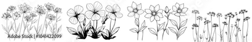 Ink and pencil sketch drawing of anise seeds or fruits. Spice and herbal seasoning plant of anise.