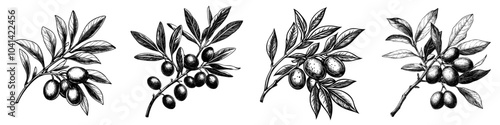 Drawing in ink of fruit from Picual Olive engraving, monochrome