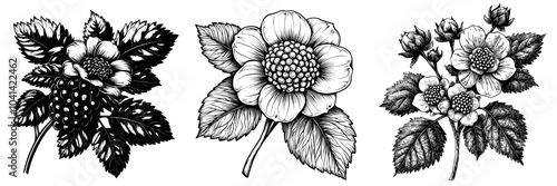 A drawing of a cloudberry, fruit head, and realistic sketches painted in black