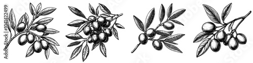 Monochrome engraving of an Olive fruit in realistic detail