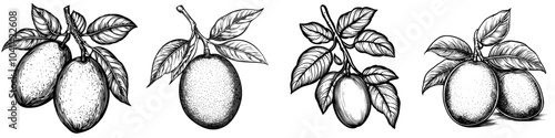 An illustration of a juicy rose gold mango, realistic monochrome artwork based on a vintage engraving