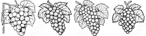 The Uva Tosca Grape sketches are hand-drawn and have a transparent background