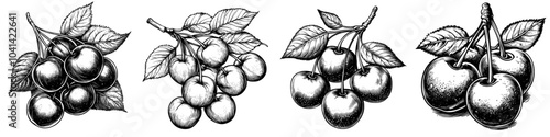 Sketch of fruit outline in ink, transparent background