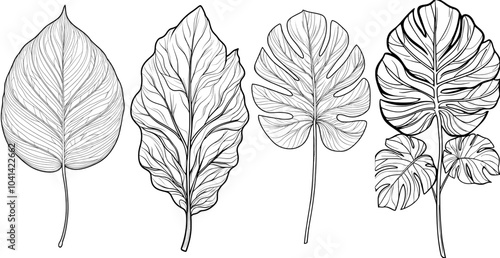 The tropical leaf illustration is a modern outline black and white illustration that has been isolated on a transparent background. The drawing can be used as a logo, web page, poster or banner. Note