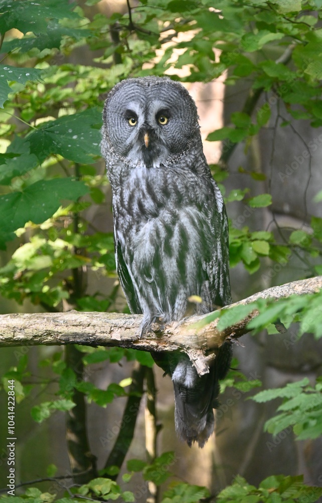 A great grey owl sitting on a branch A great grey owl sitting on a branch