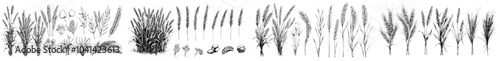 The collection of monochrome drawings of organic foods and cultivated cereal plants consist of wheat spikes, flour spikes, and bakery grains.