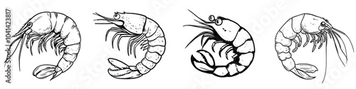 Isolated sea krill on white background. Illustration in black and white