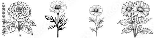 Isolated monochrome illustration of a marigold flower head. Transparent October blooming plant etching drawing for coloring books. Black ink sketch top view.
