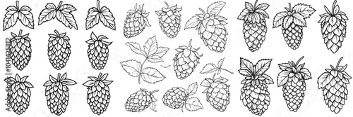 Isolated set of hop cones and leaves in black and white. Humulus cone outline hand drawn by ink for designing beer labels, packaging, and Oktoberfest posters.