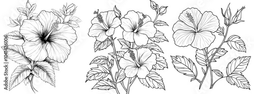 Drawing of a Hibiscus Flower - Clean Line Art Illustration.