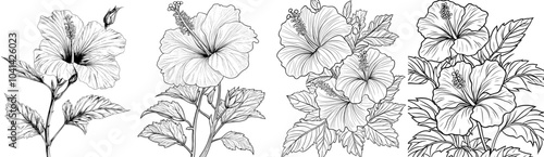Drawing of a freehand hibiscus flower.