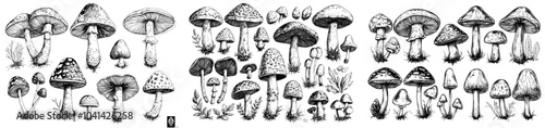 Forest fungi chanterelle shiitake boletus oyster king morel, champignons mycelium truffles spores toadstools engraving monochrome isolated modern set.