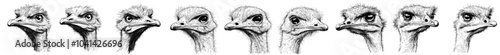 Graphia depicting an inquisitive ostrich bird peeking at a white background.