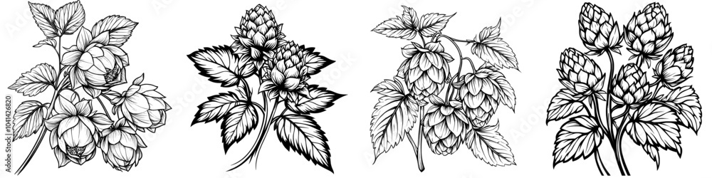 Obraz premium Humulus on vine with leaves outline painted in botanical sketch for design beer label, natural product packaging, Oktoberfest illustration. Hopped cones on branch black and white linear modern