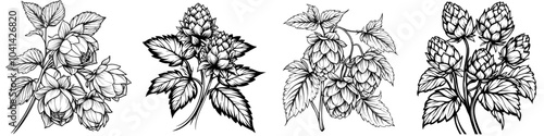 Humulus on vine with leaves outline painted in botanical sketch for design beer label, natural product packaging, Oktoberfest illustration. Hopped cones on branch black and white linear modern