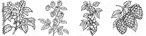A black and white illustration of humulus plant and hop cones arranged on a branch, with monochrome contours hand drawn in botanical sketch for beer labels and herbal packaging, Oktoberfest.