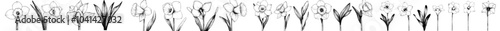 Detailed black and white contour sketch of daffodils in full bloom isolated on white. Perfect for cards, textile prints, embroideries, napkins, packaging, and wedding invitations.