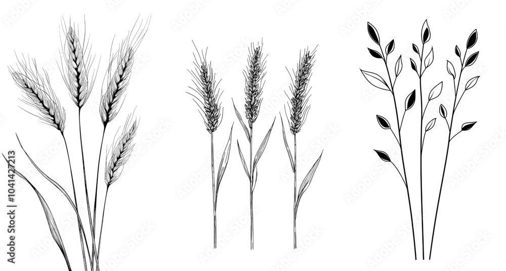 Fototapeta premium It features three detailed ears of wheat on three black and white wheat stalks. It works well with agriculture and farming themes, minimalism, nature themes, and organic products.