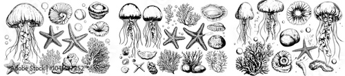 Sea creatures and plants, such as jellyfish, shells, starfish, fish, bubbles, pebbles. Black ink graphic illustration. Isolated objects EPS.