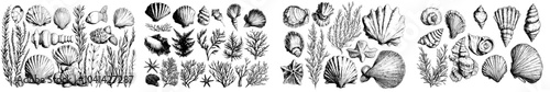 An underwater world clipart set with sea animals like fish, shells, corals, and algae drawn in black ink. Set of isolated objects in EPS format.