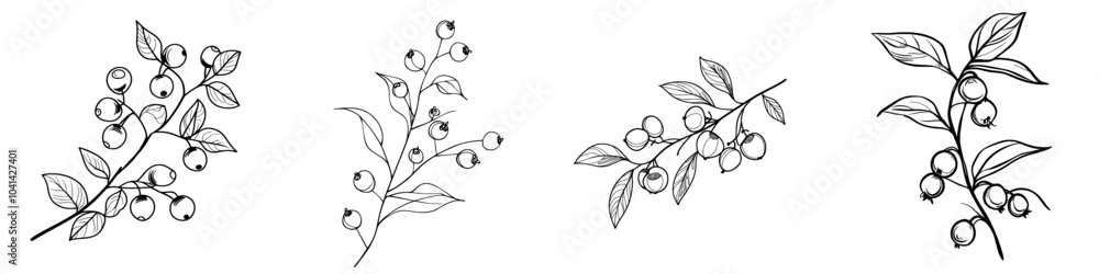 The image above is a modern illustration of currant berries. It is a hand drawn sketch in blue pen or marker. It is a primitive drawing for kids. The image above is a modern illustration of currant berries. It is a hand drawn sketch in blue pen or marker. It is a primitive drawing for kids.