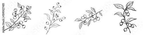 The image above is a modern illustration of currant berries. It is a hand drawn sketch in blue pen or marker. It is a primitive drawing for kids.