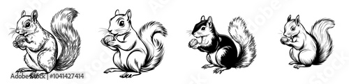 Against a white background, a squirrel eats a nut in profile