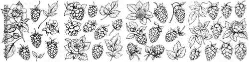 Black white graphic illustration of hop vines, humulus cones, and branches in line art style. Suitable for beer labels, herbal packaging, Oktoberfest.