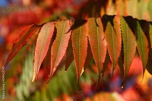 Staghorn sumac bushes in vivid autumn colours. Red and gold Rhus Typhina leaves closeup in afternoon sunlight.
