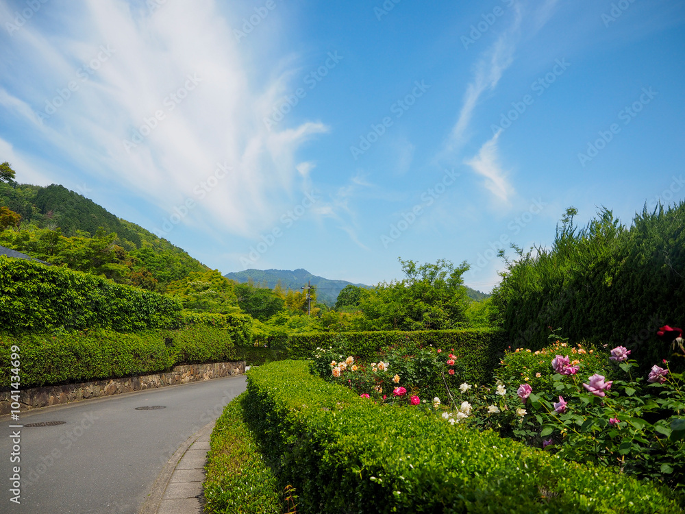 Obraz premium 新緑と花が鮮やかな京都市右京区嵯峨野の通り