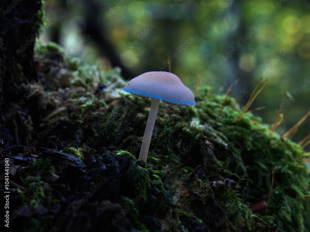 Fototapeta premium Champignon 