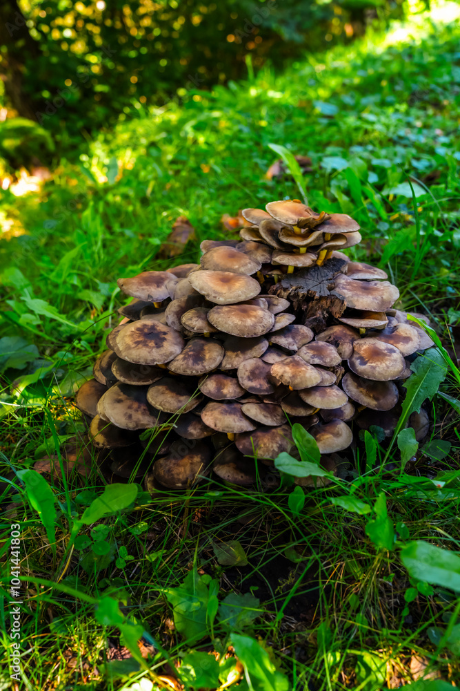 Sulphur tuft mushroom on an old tree covered with moss Sulphur tuft mushroom on an old tree covered with moss
