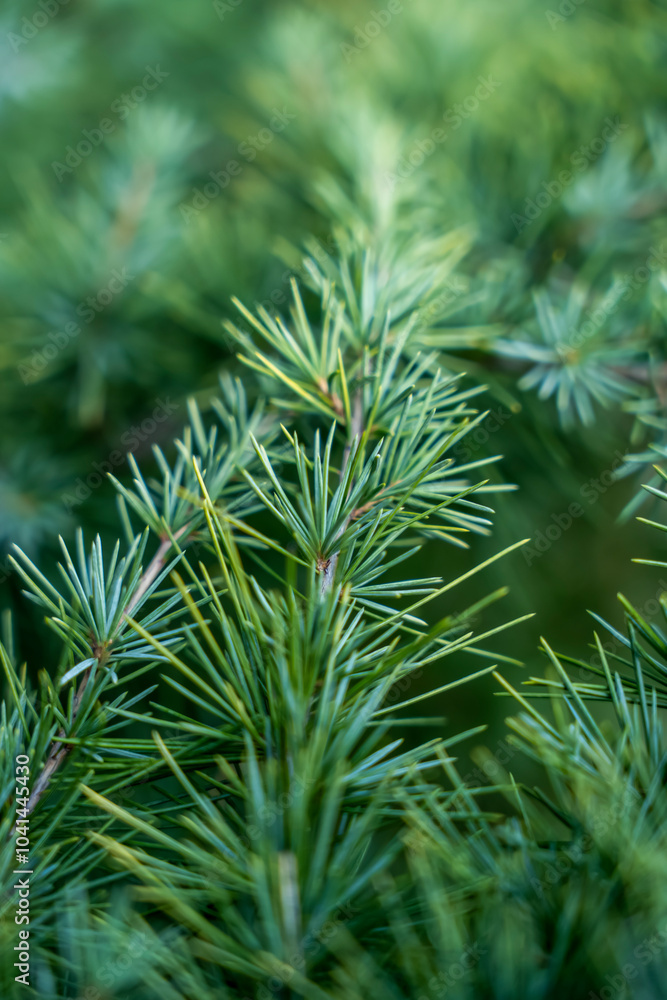 Fir tree green needles. Detailed macro view. Natural green texture of Thuja evergreen tree on sunny day Fir tree green needles. Detailed macro view. Natural green texture of Thuja evergreen tree on sunny day